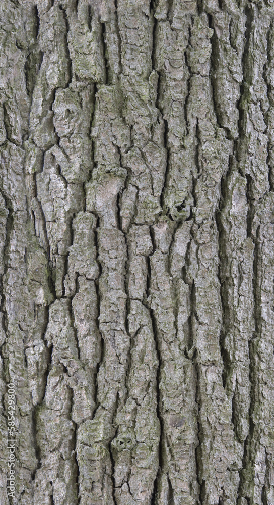 4K Tree Bark Wood Texture Diffuse Color Map, Game-Ready 4K Tree Bark Wood Texture Diffuse Color Map, Game-Ready