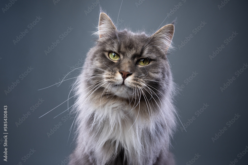 fluffy blue tabby longhair cat looking at camera on gray background