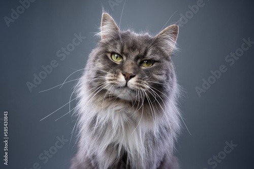 Fototapeta Naklejka Na Ścianę i Meble -  fluffy blue tabby longhair cat looking at camera on gray background