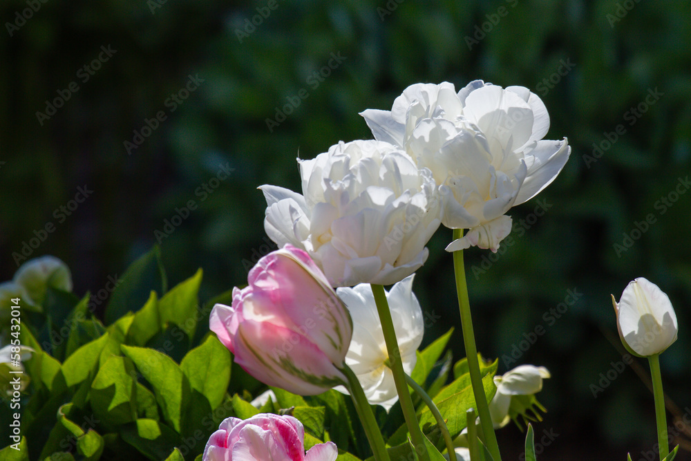 Close-up of pink and white tulips in full bloom with blurry background Close-up of pink and white tulips in full bloom with blurry background