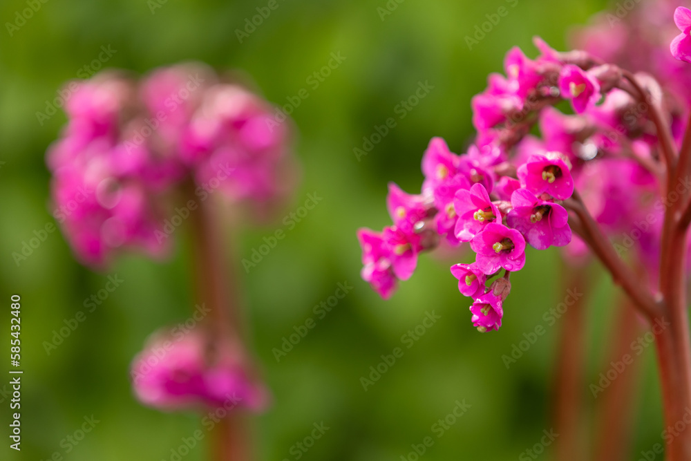 Blossoms of bergenia in vibrant pink colour in front of a green blurred background