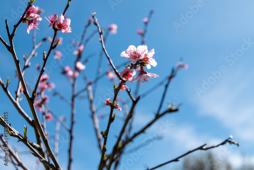Árvores em flor com a vinda da Primavera sobre céu azul