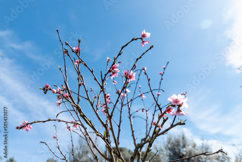 Árvores em flor com a vinda da Primavera sobre céu azul photo