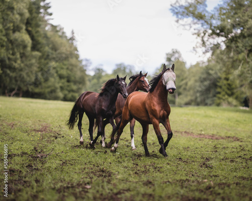 Running horses. © Martin Kettisen