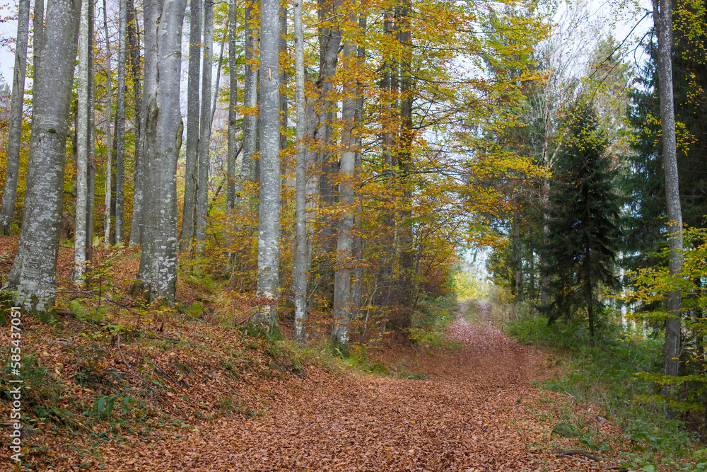 autumn forest in Austrian Alps, Upper Austria, Austria autumn forest in Austrian Alps, Upper Austria, Austria
