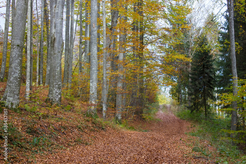 autumn forest in Austrian Alps  Upper Austria  Austria