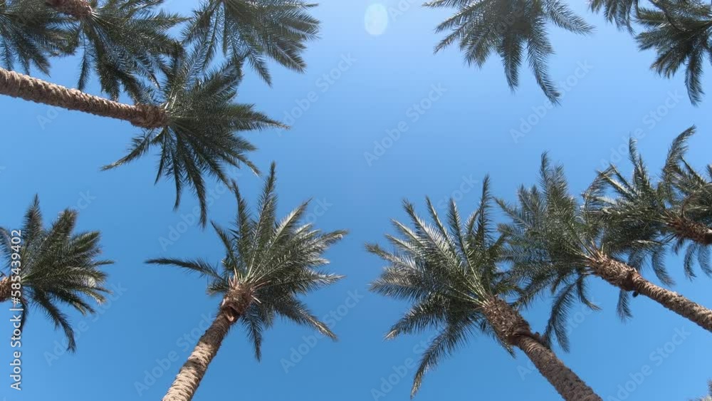 Tropical palm swaying gently in breeze trees low angle view Tropical palm swaying gently in breeze trees low angle view