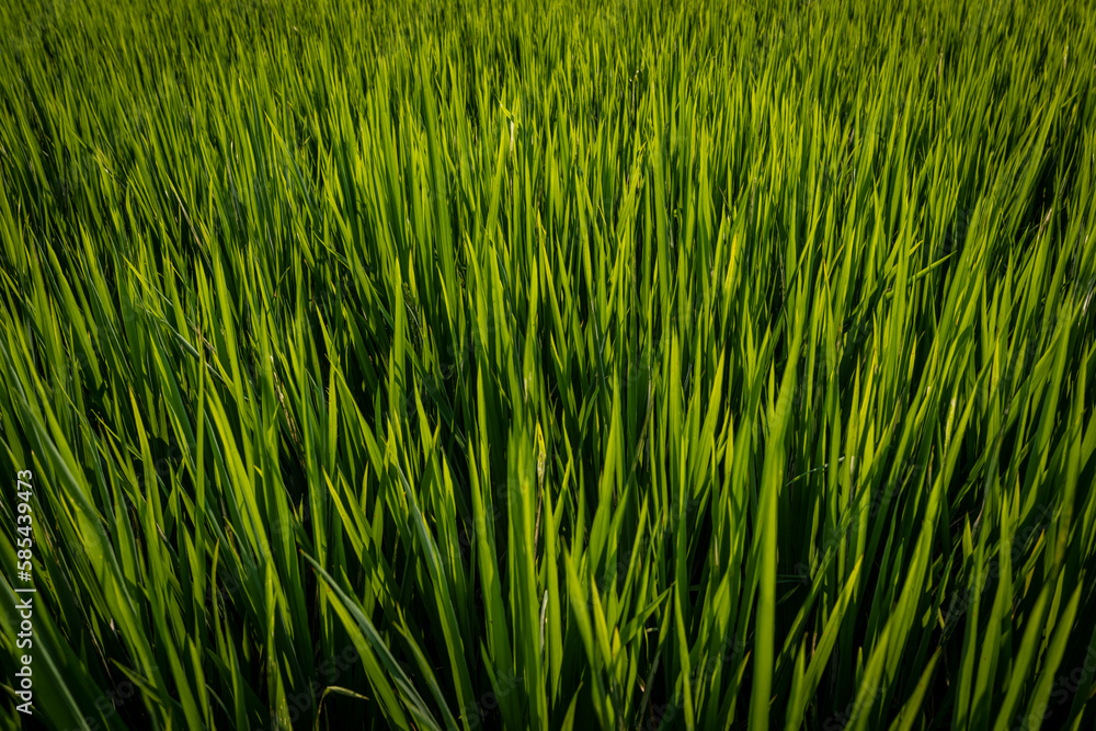 Obraz premium Rice field near Yangshuo, South China