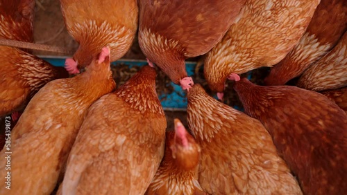 slow motion, Animal agriculture farming concept, chicken egg eating a food like a worm or insect organic raw, feed a hen in industry farm of agricultural business, fowl poultry having beak and feather