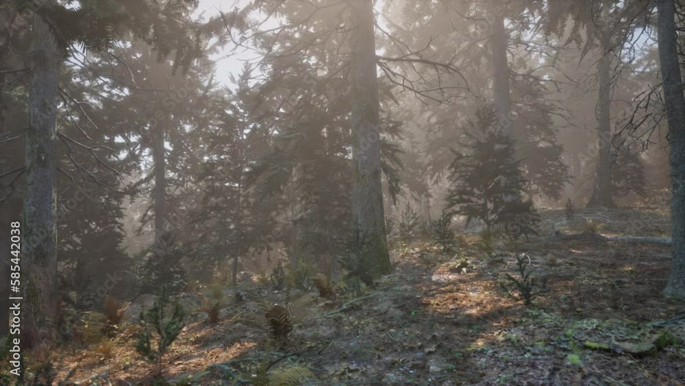 Autumn pine forest on a foggy morning Autumn pine forest on a foggy morning