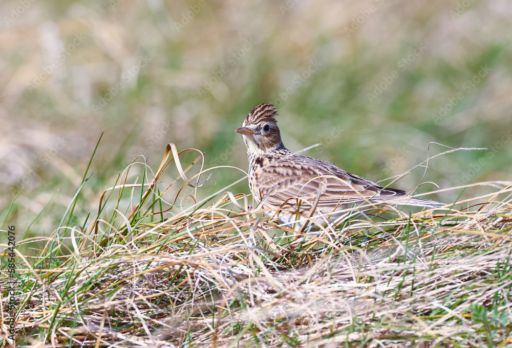 Eurasian skylark 