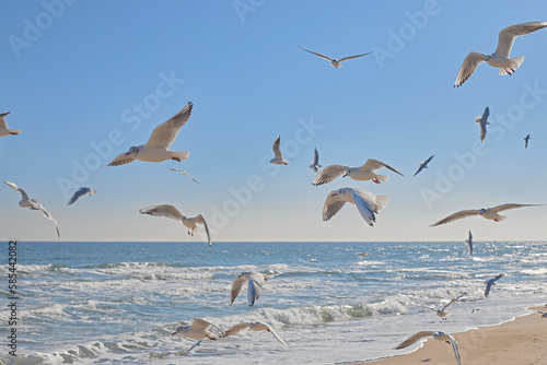 Seagulls soaring in the air over the sea coast  sea waves in the sun