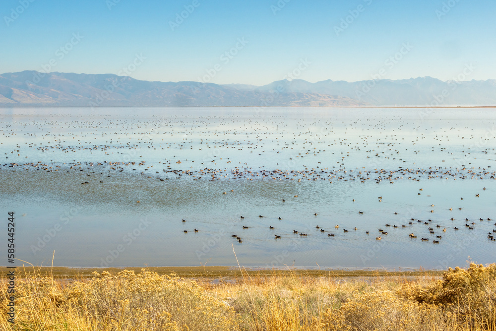 Birds in the Great Salt Lake, Utah, US