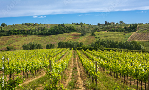 vineyard in spring season - Gambassi Terme countryside in the heart of Tuscany in central Italy - Europe - land of wines and white truffles