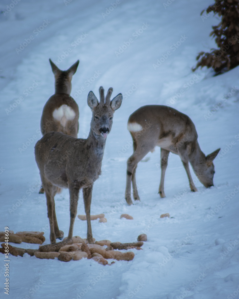 A wild and orderly family of roe deer, eating pastries prepared by a hunter in the harsh winter. Roe deer, female roe deer, and fawn. Photographed in the Czech Republic A wild and orderly family of roe deer, eating pastries prepared by a hunter in the harsh winter. Roe deer, female roe deer, and fawn. Photographed in the Czech Republic