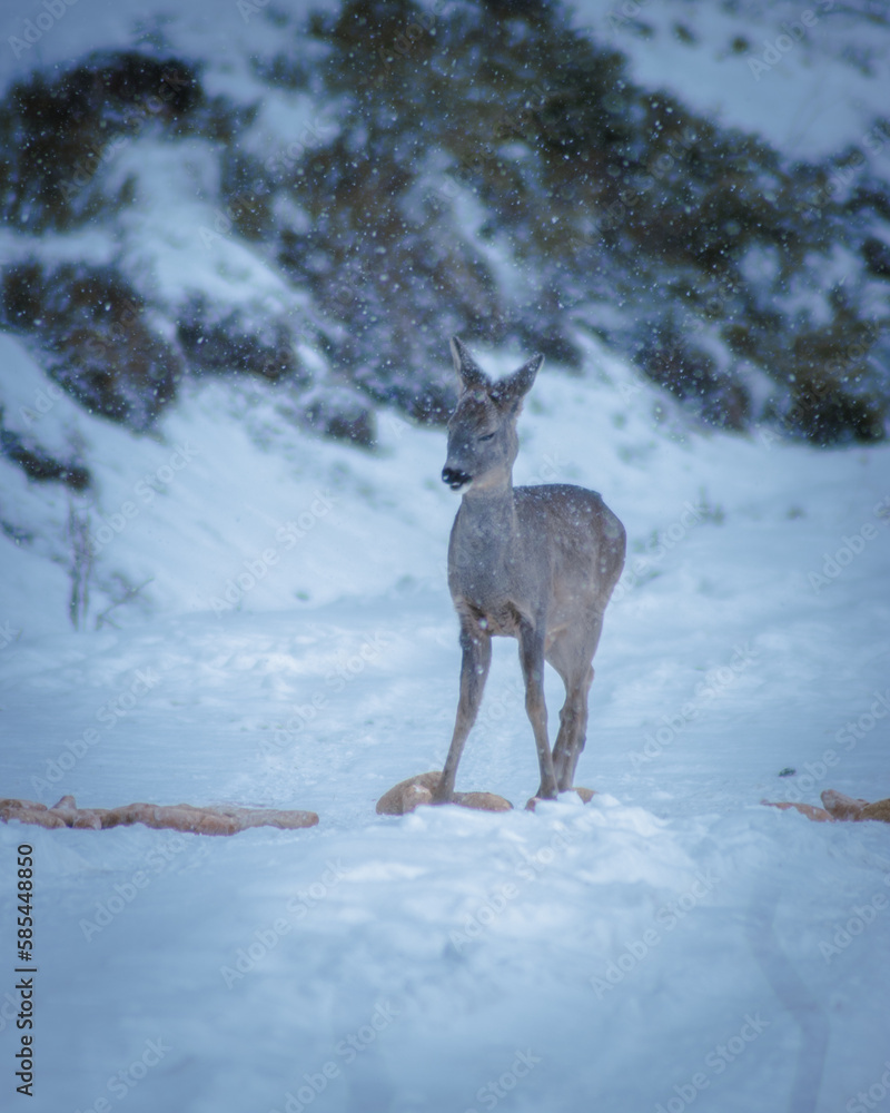 A wild roe deer that eats pastries prepared by the hunter in the harsh winter. Photographed in the Czech Republic A wild roe deer that eats pastries prepared by the hunter in the harsh winter. Photographed in the Czech Republic