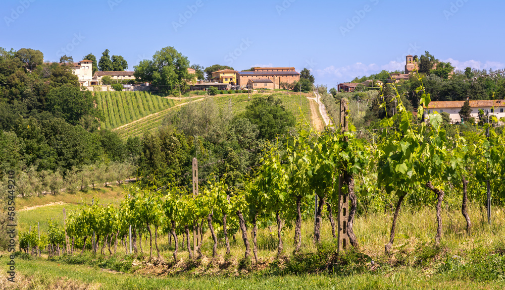 vineyard in spring season - San Miniato countryside in the heart of Tuscany in central Italy - Europe - land of wines and white truffles vineyard in spring season - San Miniato countryside in the heart of Tuscany in central Italy - Europe - land of wines and white truffles