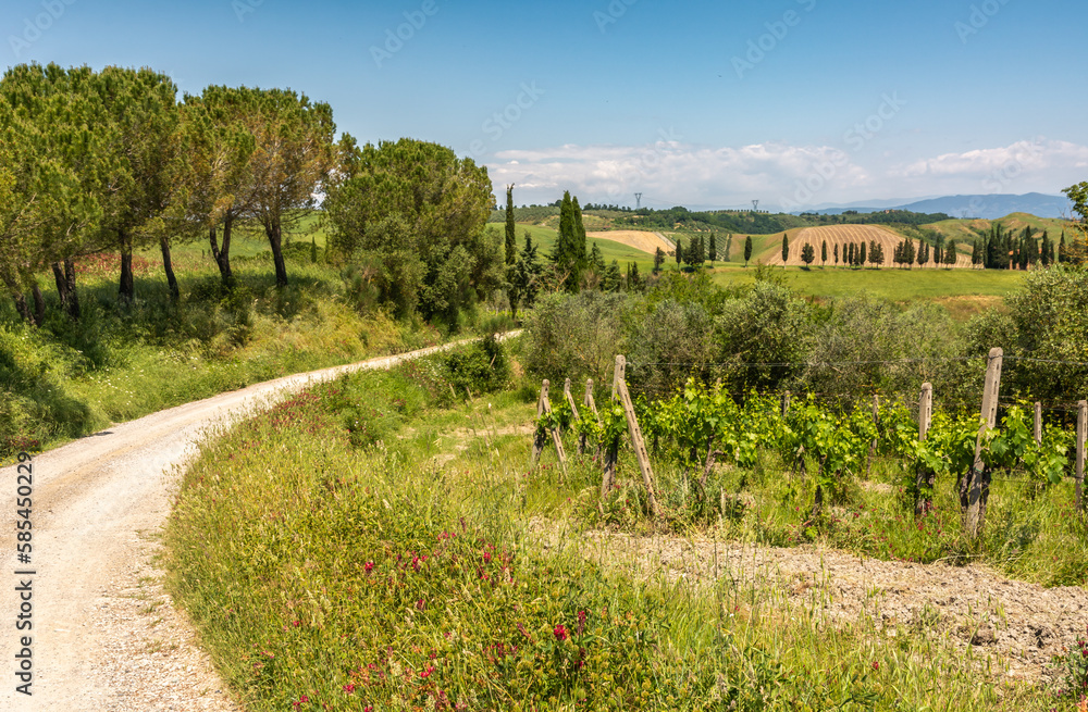 Naklejka premium Tuscany spring landscape along the historic route Francigena between San Miniato and Gambassi Terme, Tuscany, central Italy - Europe