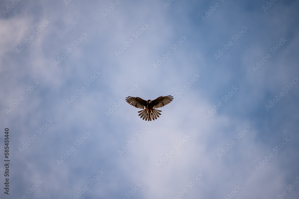 hawk in the sky
