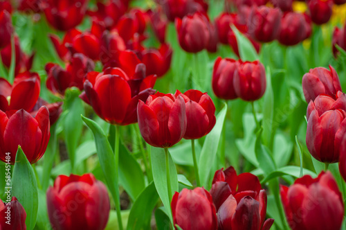 Field of red tulips. Dutch flowers blooming in a spring garden. Floral banner for the florist shop, greenhouse, flower farm or plant nursery. photo