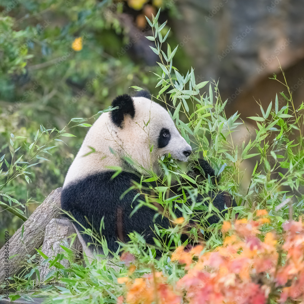 Obraz premium Young giant panda eating bamboo in the grass, portrait 