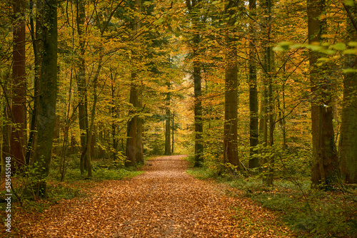 Mit Laub übersäter Waldweg im Herbst
