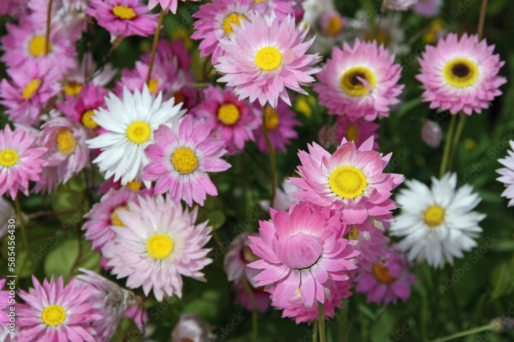 pink and white daisies pink and white daisies