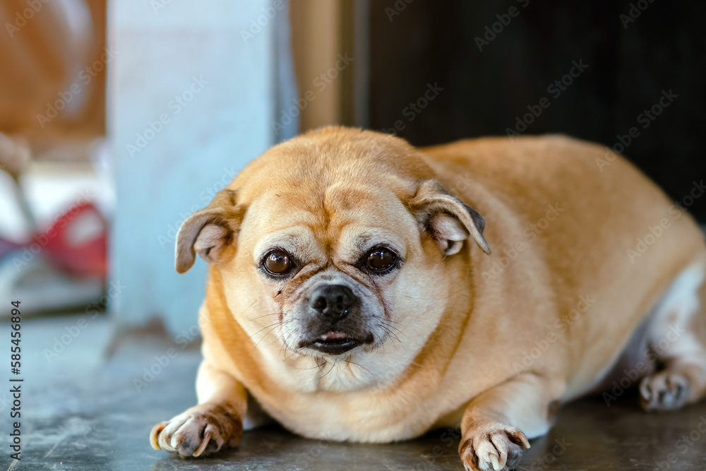 Fat brown old dog lying in front of the door and waiting for his owner to come home. Lonely cute dog lies on cement floor and looks sad eyes. Lazy dog napping. Lifestyle of elderly pet at home concept