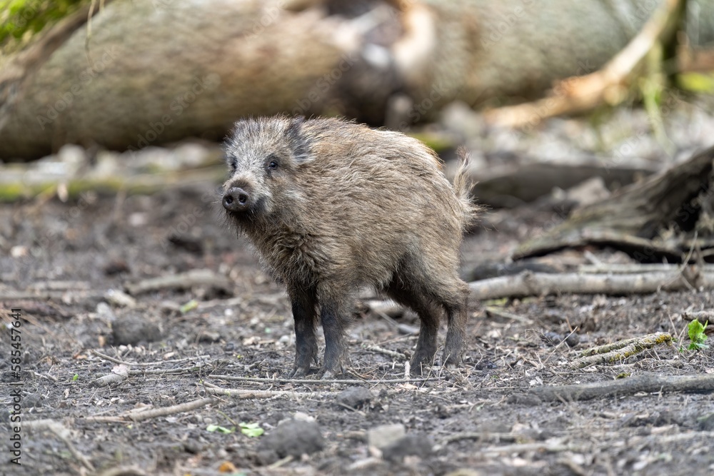 Ein Wildschwein steht im Frühling im Wald und schaut sich um.Wald Ein Wildschwein steht im Frühling im Wald und schaut sich um.Wald
