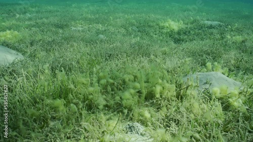 Camera moving forwards over seagrass meadow covered with flowering Round Leaf Sea Grass or Noodle seagrass (Syringodium isoetifolium) in sunshine, slow motion photo