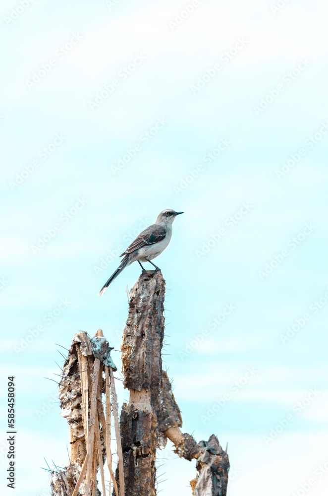 Obraz premium AVE EN EL DESIERTO