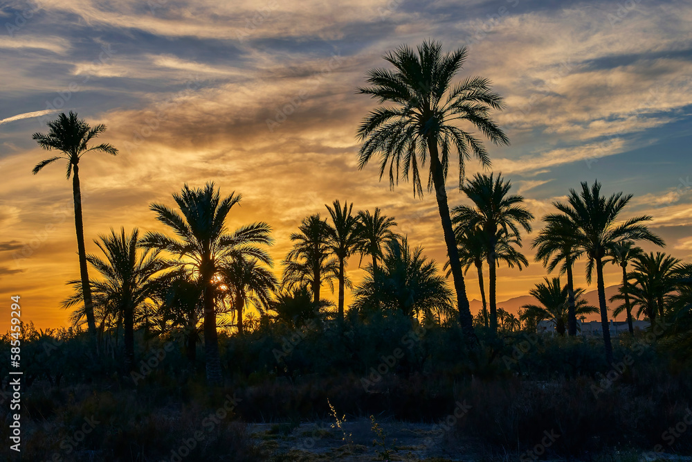 Beautiful sunset in the palmeral of Elche, declared a World Heritage Site. Located in the Valencian Community, Alicante province, Elche, Spain