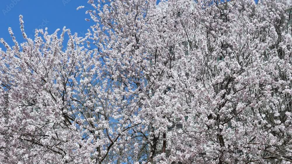 The mountain peach blossoms in full bloom The mountain peach blossoms in full bloom