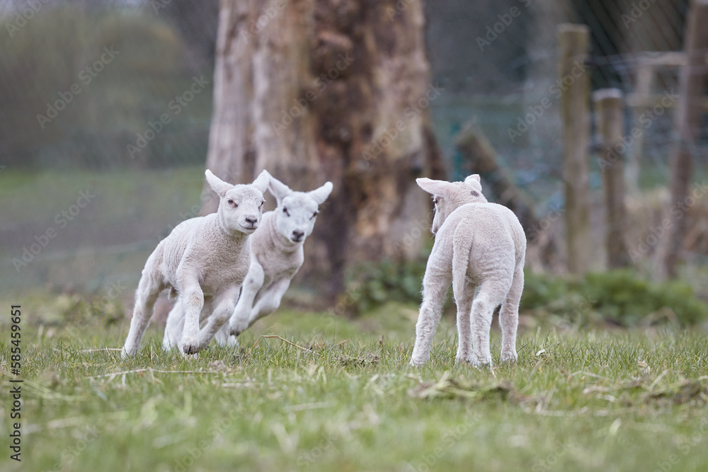 Fototapeta premium White lambs play in the meadow in Springtime