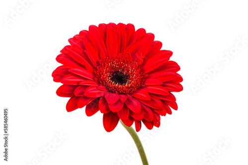 Red  orange gerbera flower