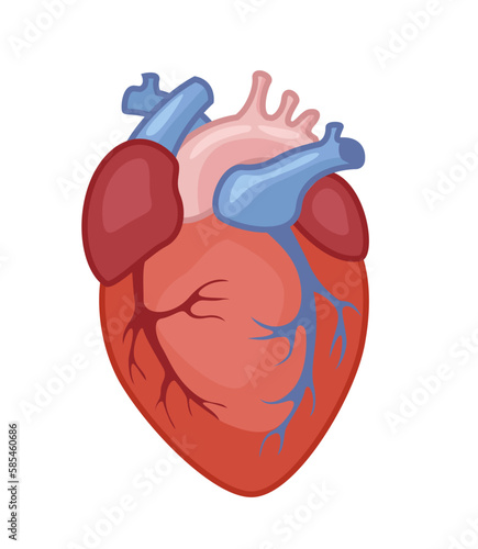 Human heart symboln on white background