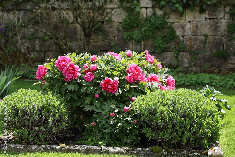 flowers in the garden