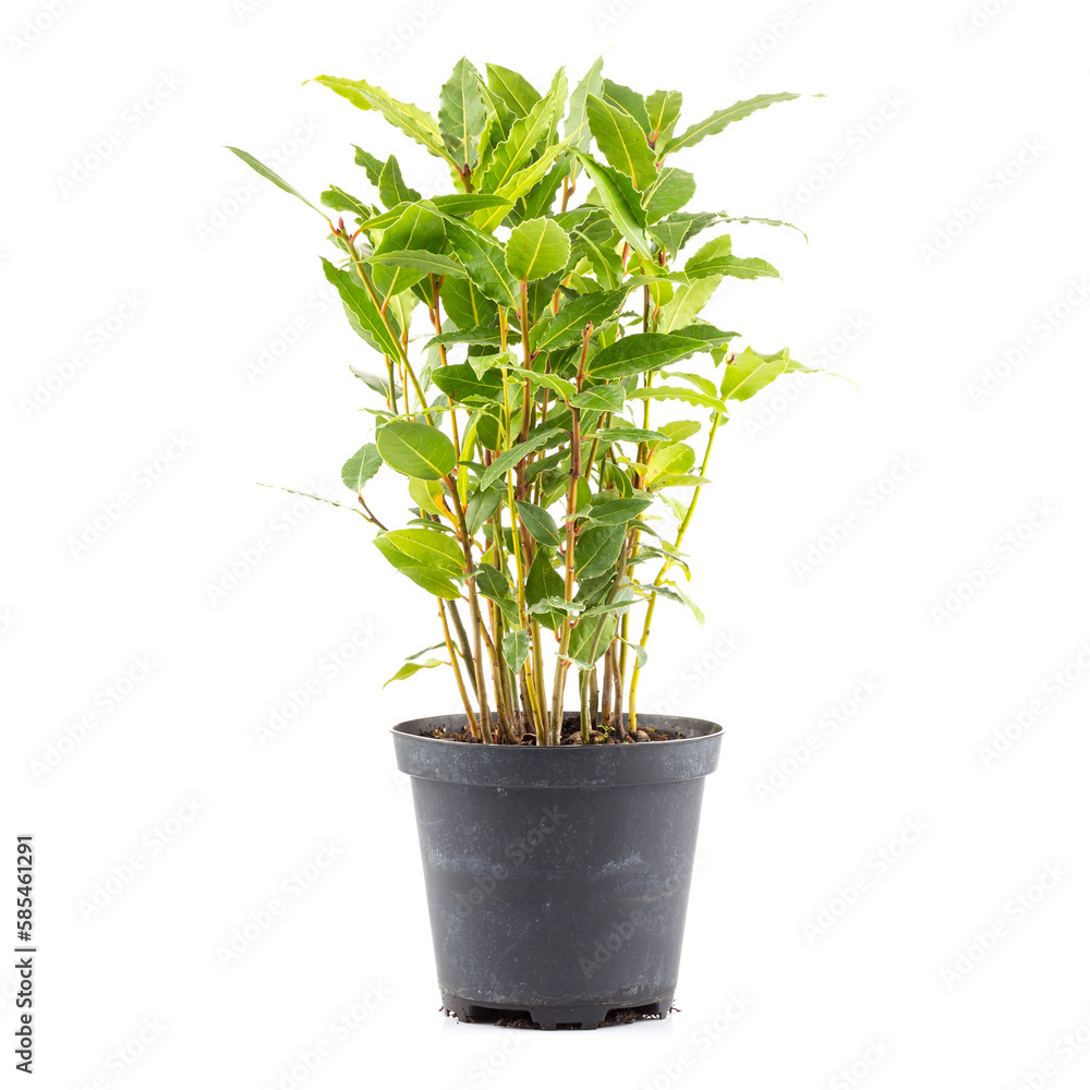 Small laurel tree in flower pot Small laurel tree in flower pot