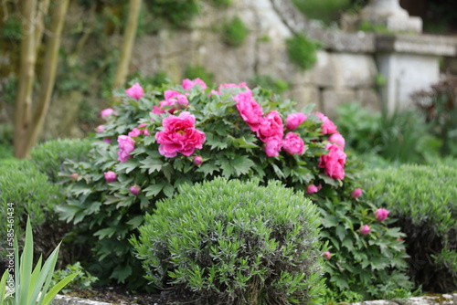 Obraz na płótnie flowers in garden w salonie