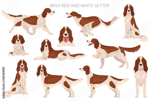 Irish red and white setter clipart. Different poses, coat colors set