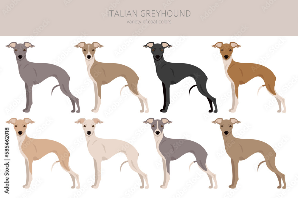 Italian Greyhound clipart. Different poses, coat colors set