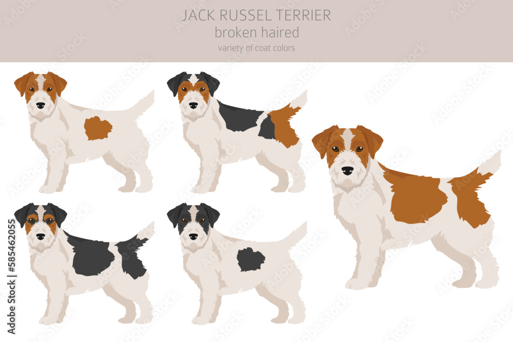 Jack Russel terrier in different poses and coat colors. Smooth coat and broken haired Jack Russel terrier in different poses and coat colors. Smooth coat and broken haired