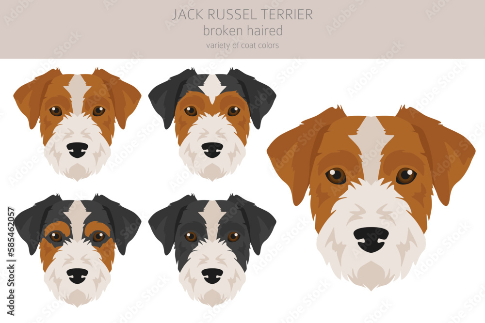 Jack Russel terrier in different poses and coat colors. Smooth coat and broken haired Jack Russel terrier in different poses and coat colors. Smooth coat and broken haired
