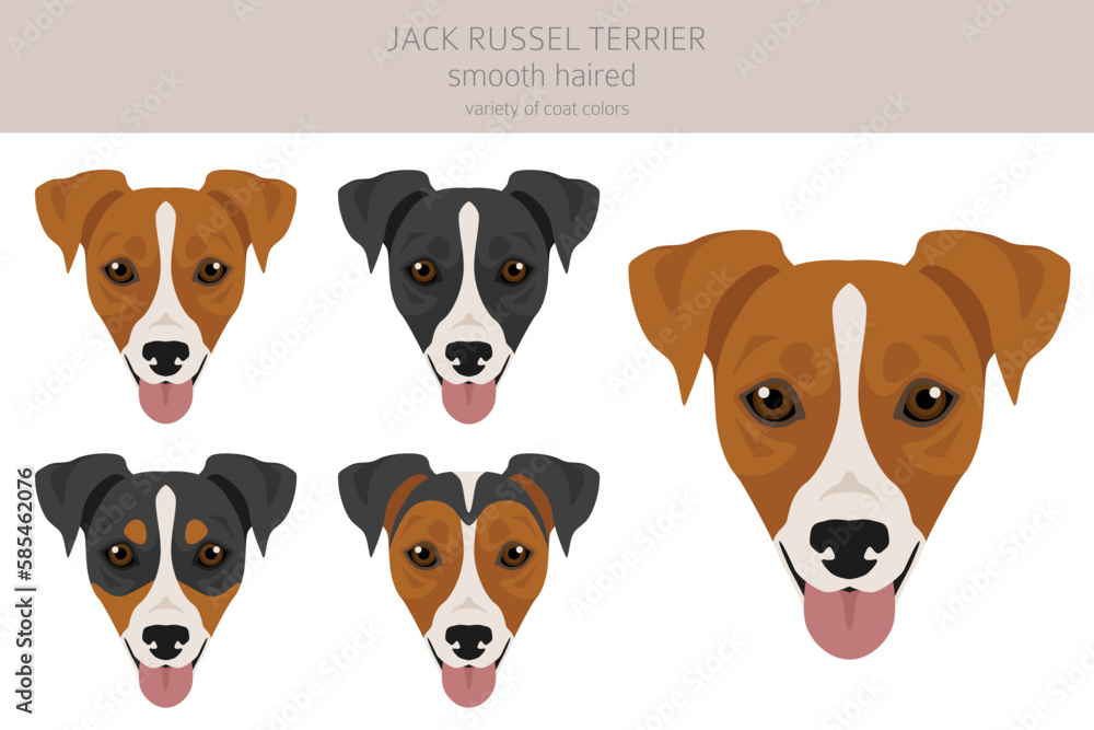 Jack Russel terrier in different poses and coat colors. Smooth coat and broken haired Jack Russel terrier in different poses and coat colors. Smooth coat and broken haired