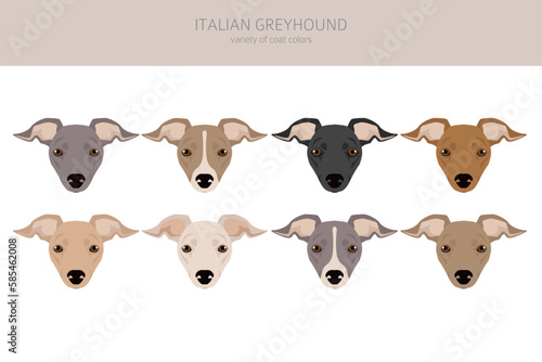 Italian Greyhound clipart. Different poses, coat colors set