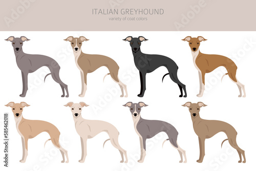 Italian Greyhound clipart. Different poses, coat colors set