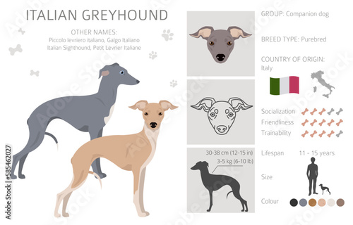 Italian Greyhound clipart. Different poses, coat colors set