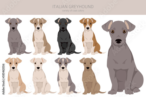 Italian Greyhound clipart. Different poses, coat colors set