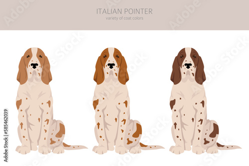 Italian pointer clipart. Different poses, coat colors set