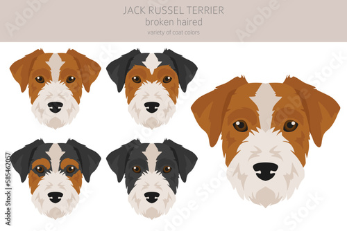 Jack Russel terrier in different poses and coat colors. Smooth coat and broken haired © a7880ss